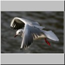 Larus ridibundus - Lachmoewe 02.jpg